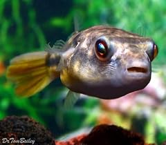 Stillwateraquaria fahaka puffe for sale  Delivered anywhere in USA 