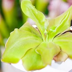 Carnivorous plant butterwort for sale  Delivered anywhere in UK