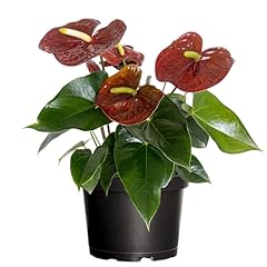 United nursery anthurium for sale  Delivered anywhere in USA 