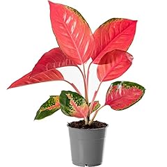 Aglaonema red zirkon for sale  Delivered anywhere in UK