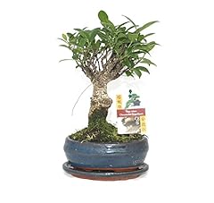 Exotenherz bonsai chinesischer gebraucht kaufen  Wird an jeden Ort in Deutschland