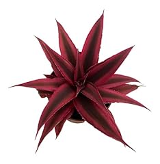 Fire mystic red for sale  Delivered anywhere in USA 