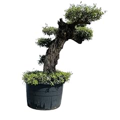 Olea europea bonsai usato  Spedito ovunque in Italia 