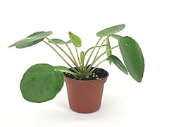 Pilea peperomioides for sale  Delivered anywhere in USA 