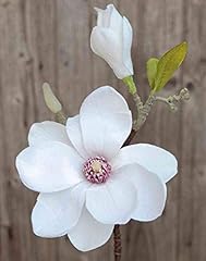 Artplants magnolie kunstblume gebraucht kaufen  Wird an jeden Ort in Deutschland