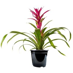 American plant bromeliad for sale  Delivered anywhere in USA 