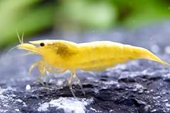 Yellow sakura zwerggarnelen gebraucht kaufen  Wird an jeden Ort in Deutschland