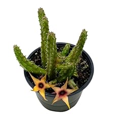 Bubbleblooms stapelia procumbe for sale  Delivered anywhere in USA 