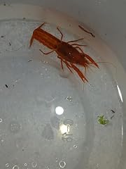 Live pet orange for sale  Delivered anywhere in USA 