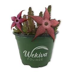 Starflower plant live for sale  Delivered anywhere in USA 