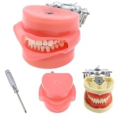 Dental typodont model for sale  Delivered anywhere in USA 