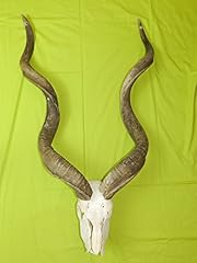 Corne cerf kudu d'occasion  Livré partout en France