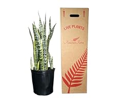 Andersen farms sansevieria for sale  Delivered anywhere in USA 