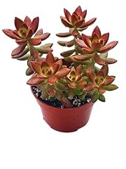 Live succulent sedum for sale  Delivered anywhere in USA 