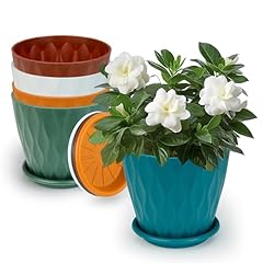 Esohot inch plant for sale  Delivered anywhere in USA 