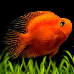 Blood parrot cichlid for sale  Delivered anywhere in USA 