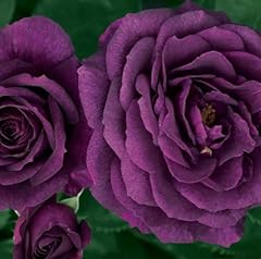Ebb tide floribunda for sale  Delivered anywhere in UK