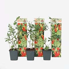 Plant box set usato  Spedito ovunque in Italia 