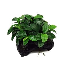 Anubias petite driftwood for sale  Delivered anywhere in USA 