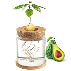 Biggun avocado tree for sale  Delivered anywhere in USA 