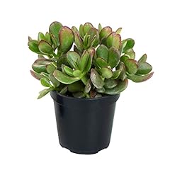 Altman plants crassula for sale  Delivered anywhere in USA 