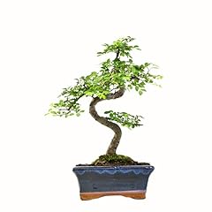 Chinesische ulme bonsai gebraucht kaufen  Wird an jeden Ort in Deutschland