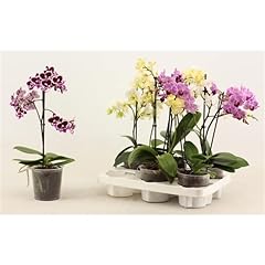 Live plant phalaenopsis for sale  Delivered anywhere in UK