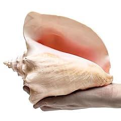 Gorgeous natural conch for sale  Delivered anywhere in USA 