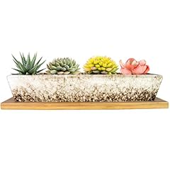 Pots plantes succulentes d'occasion  Livré partout en France
