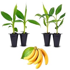 Live double mahoi for sale  Delivered anywhere in USA 