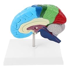 Alipis detailed brain for sale  Delivered anywhere in UK