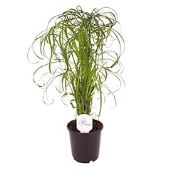 Zyperngras cyperus wasserpalme gebraucht kaufen  Wird an jeden Ort in Deutschland