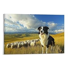 Ccizfmq border collie for sale  Delivered anywhere in UK