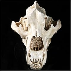 Polar bear skull for sale  Delivered anywhere in USA 