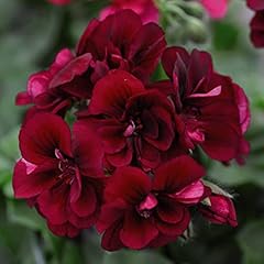 Geranium grandeur ivy for sale  Delivered anywhere in Ireland