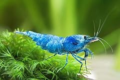 Garnelen blue bolt usato  Spedito ovunque in Italia 