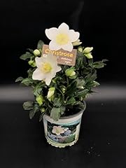 Plante hellébore rose d'occasion  Livré partout en France