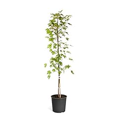 Brighter blooms october for sale  Delivered anywhere in USA 