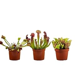 Perfect plants carnivorous for sale  Delivered anywhere in UK