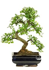 Bonsai baum keramik gebraucht kaufen  Wird an jeden Ort in Deutschland