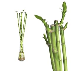 10x lucky bamboo gebraucht kaufen  Wird an jeden Ort in Deutschland