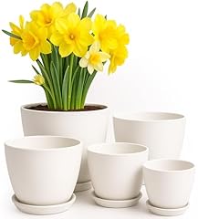 Utopia home plant for sale  Delivered anywhere in USA 