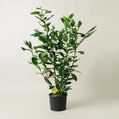 Plantì prunus laurocerasus usato  Spedito ovunque in Italia 