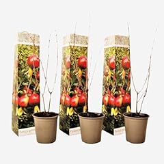 Plant box punica gebraucht kaufen  Wird an jeden Ort in Deutschland