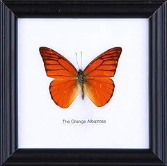 Orange albatross butterfly for sale  Delivered anywhere in USA 