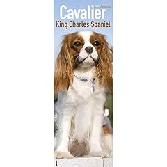 cavalier king charles non lof d'occasion cavalier king charles non lof d'occasion Livré partout en France