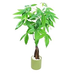 Athena garden money for sale  Delivered anywhere in USA 