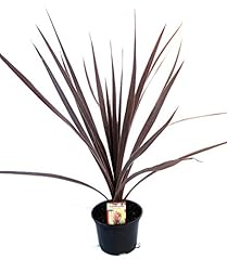 Cordyline australis red for sale  Delivered anywhere in Ireland