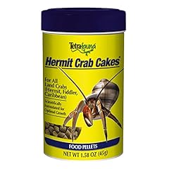 Tetrafauna hermit crab for sale  Delivered anywhere in USA 