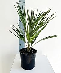 Chamaerops humilis vaso usato  Spedito ovunque in Italia 